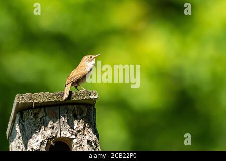 House Wren in the house Stock Photo