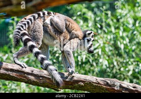 Madagascar Maki family jumping from tree to tree Stock Photo - Alamy