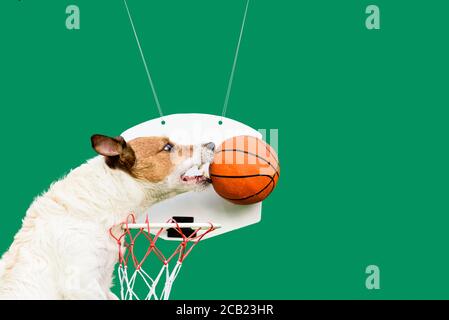 Humorus concept of success and winning in basketball with funny jumping dog blocking ball from goal on solid color background Stock Photo