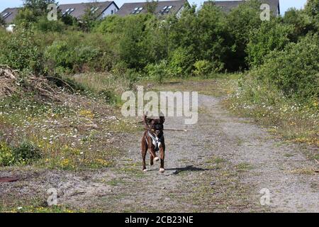 running boxer dog holding a stick in his mouth waving his ears and his tail Stock Photo
