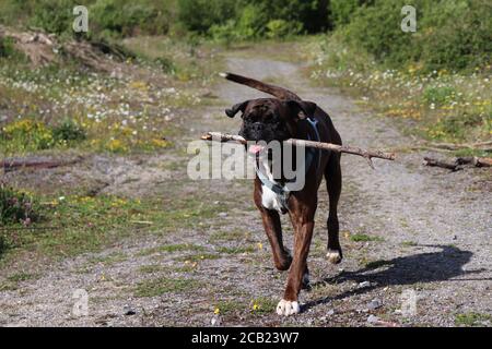 running boxer dog holding a stick in his mouth waving his ears and his tail Stock Photo