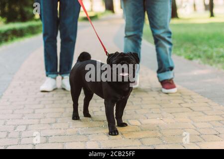 Selective focus of pug dog on leash standing beside senior couple on walkway in park Stock Photo