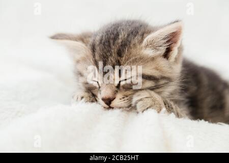 Striped tabby kitten sleep on white plaid Closeup. Beautiful cat animal baby kitten lies in bed. Stock Photo
