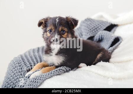 Puppy misses owners at home alone. Toy terrier puppy lying on blanket on bed. Dog lies on sofa at home looks at camera. Portrait cute young small Stock Photo