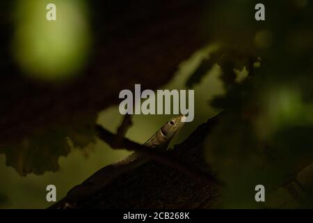 Common Wall Lizard on Oak branch in dappled sunlight. Stock Photo