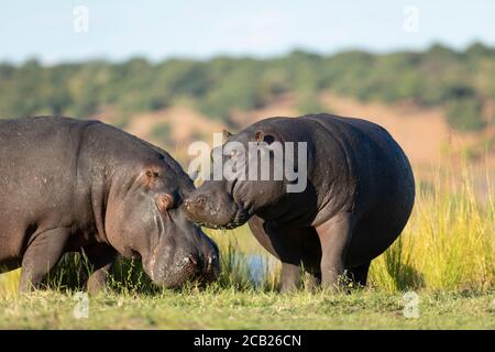 Two hippo grazing standing out of water eating grass in yellow sunset light in Chobe River Botswana