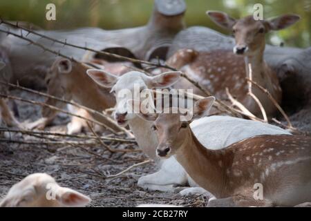 Group of female fallow deer resting under a tree on alert Stock Photo