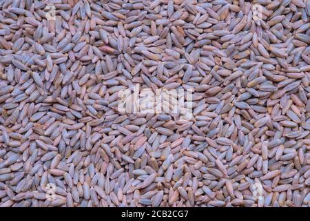 Natural dry cereal seeds for the site with the inscription, top view. Stock Photo