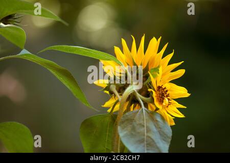 FLORAL CONCEPT: Here Goes The Sun Stock Photo