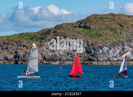 Musto skiff and topper sailing dinghies in ELYC sailing race in Firth of Forth, on sunny Summer day by Craigleith Island, Scotland, UK Stock Photo