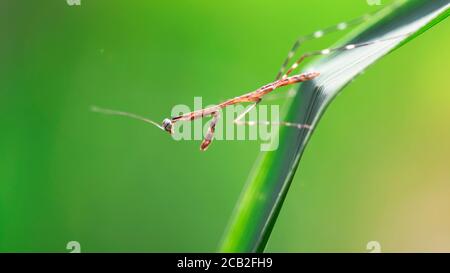 microscopic baby praying mantis hanging on a leaf. so slim and fragile but a terrible predator for the small insects. nature macro photography Stock Photo