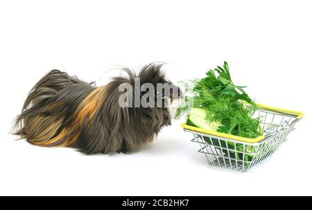 Funny shaggy sheba guinea pig eats from a shopping basket filled with purchased greens on a white background. Pets, care, food, buying pets Stock Photo