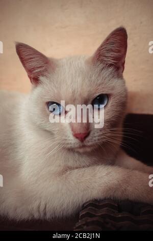 Portrait of a Cat Stock Photo