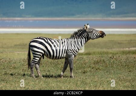 Adult zebra standing on green plains of Ngorongoro Crater calling Tanzania