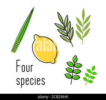Sukkot set of herbs and spices of the etrog, lulav, Arava, Hadas. traditional symbols of jewish holiday sukkot. Isolated on white background. Vector Stock Vector