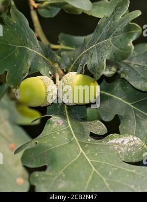 Acorns of Common Oak, UK Stock Photo
