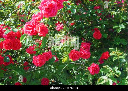 red rose Bush, red blooming roses on the Bush Stock Photo