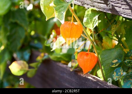 The berry of the physalis in the red shell on the branch - Physalis peruviana Stock Photo