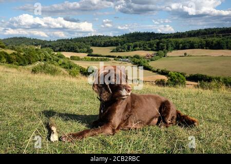 Brown Working cocker spaniel with a stick on Pewley Down in Guildford, Surrey, UK Stock Photo