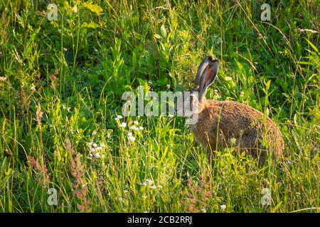 A hare sitting in the green grass in the meadow Stock Photo