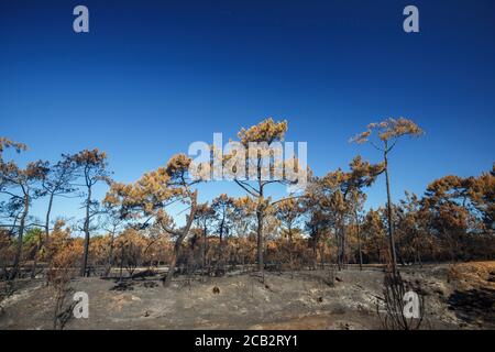 Burnt maritime pines (Pinus pinaster) at the time of the arson of the Chiberta forest (Anglet - Atlantic Pyrenees - France).  Wildfire. Blaze. Stock Photo
