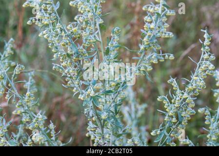 Artemisia absinthium  grand wormwood, absinthe flowers in meadow closeup selective focus Stock Photo