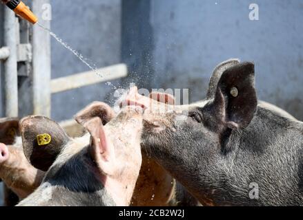 Laer, Munster, Germany. 10th Aug, 2020. 10 August 2020, Germany, Münster: Maria Büning, farmer from the Naturland- und Archehof Büning refreshes the Bentheimer Landschweine with water. Photo: Caroline Seidel/dpa Credit: dpa picture alliance/Alamy Live News Stock Photo