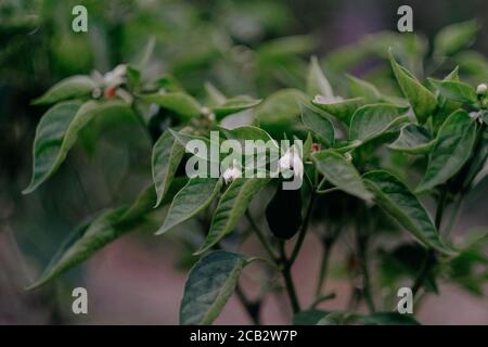 Beautiful shot of white gardenias on blurred background Stock Photo