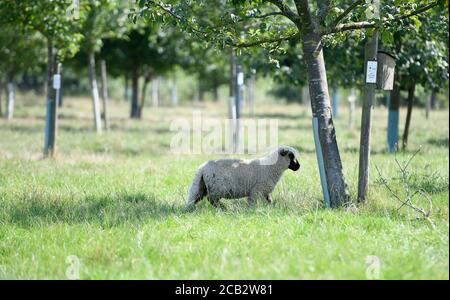 Laer, Munster, Germany. 10th Aug, 2020. 10 August 2020, Germany, Münster: A Shropshire sheep stands on a meadow orchard from Naturland- und Archehof Büning. Photo: Caroline Seidel/dpa Credit: dpa picture alliance/Alamy Live News Stock Photo
