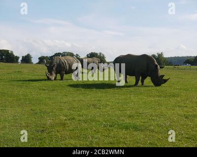 Rhinoceros at Longleat Safari Park Stock Photo