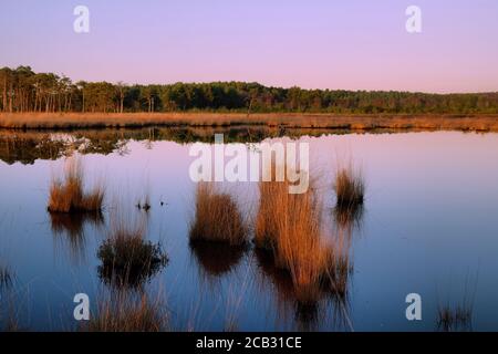 Pink sunset skies over the bog pools at Thursley Common, Surrey, UK Stock Photo