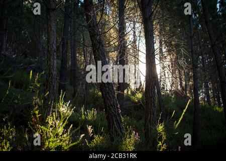 Sun light getting into the woods through the tree branches in a magic scene Stock Photo