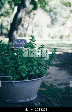 Mint foot planted in old basin with label Stock Photo