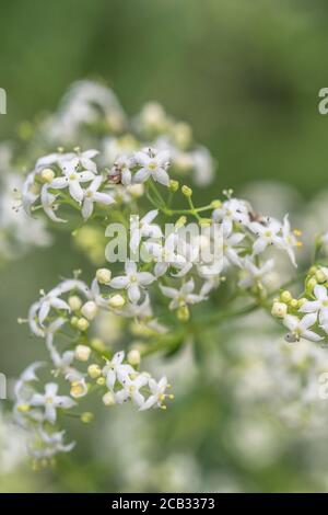 Tiny white flowers of Hedge Bedstraw / Galium mollugo a common hedgerow medicinal plant once used in herbal remedies. Related to Cleavers / G. aparine Stock Photo