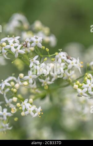 Tiny white flowers of Hedge Bedstraw / Galium mollugo a common hedgerow medicinal plant once used in herbal remedies. Related to Cleavers / G. aparine Stock Photo