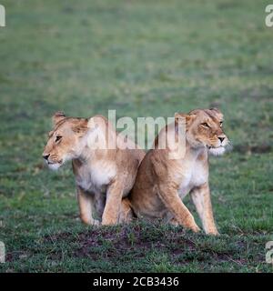 Two lionesses, panthera leo, together in the green grass of the Masai Mara. These young adult cats are sisters.