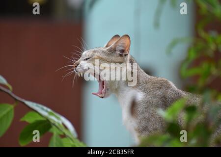 yawning cat on the wall Stock Photo