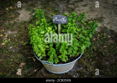 Mint foot planted in old basin with label Stock Photo