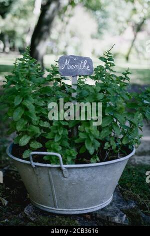 Mint foot planted in old basin with label Stock Photo