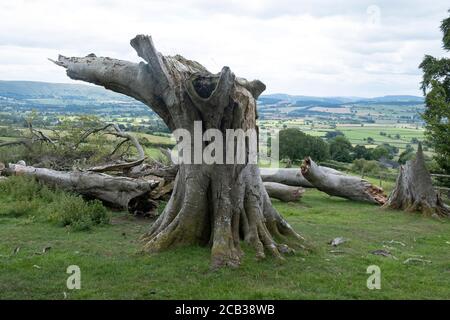 Linley Beeches in the area west of the Long Mynd on 24th July 2020 near Wentnor, United Kingdom. Linley Beeches is a line of Beech tree on top of Linley Hill.  The avenue was planted in about 1740 by Napoleonic soldiers for Robert More, owner of Linley Hall and a well-known botanist of the time. He is credited with introducing the Larch tree to England. The Long Mynd is a heath and moorland plateau that forms part of the Shropshire Hills in Shropshire, England. The high ground, which is designated as an Area of Outstanding Natural Beauty, lies between the Stiperstones range to the west and the Stock Photo