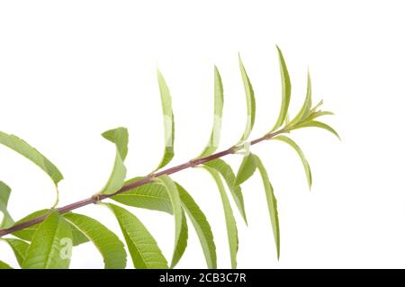 Lemon verbena on a white background Stock Photo