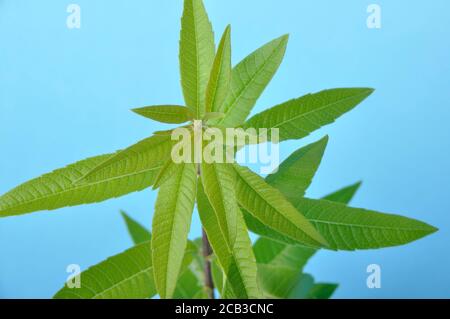 Lemon verbena on a blue background Stock Photo