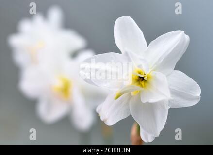 Spring daffodils background. (Narcissus poeticus) isolated on light background . Fully open daffodils flowers. Spring flowers. Stock Photo