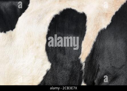 Black and White hair cow skin - real genuine natural fur, free space for text. Cowhide close up. Texture of a spotted cow coat. Fur background. Stock Photo