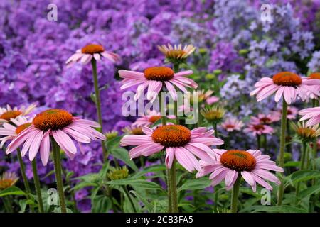 Purple Echinacea purpurea  coneflower 'Rubinstern'  in flower Stock Photo