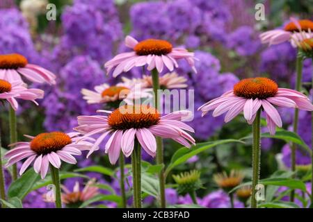Purple Echinacea purpurea  coneflower 'Rubinstern'  in flower Stock Photo