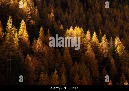 Beautiful evergreen forest with larch trees turning to their unique autumn golden color. Swiss Alps. Nature background, landscape photography Stock Photo