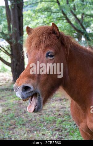 Funny horse close-up Stock Photo