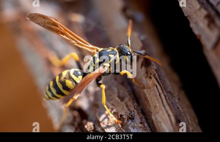 Close up of a wasp on insect hotel Stock Photo