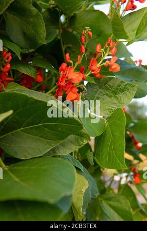 runner bean plant with red flowers close up growing on an allotment shot for copy space and text over lay green background Stock Photo
